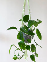 Load image into Gallery viewer, Neon Rope Plant Hangers