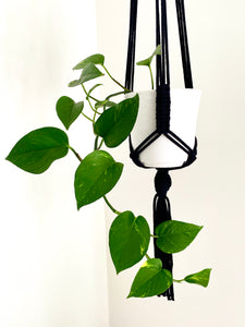 Simple Macrame Plant Hanger